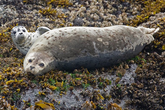 Victoria Marine Wildlife Tour - Wildlife Sightings
