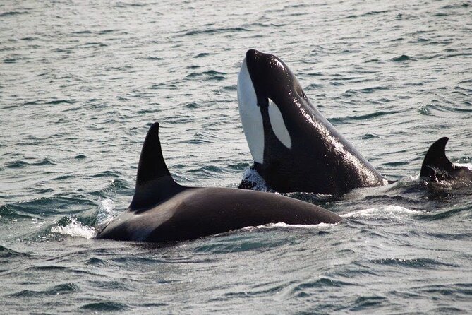 Victoria Shore Excursion: Whale-Watching Cruise With Expert Naturalist Guides - Highlights of the Whale-Watching Cruise