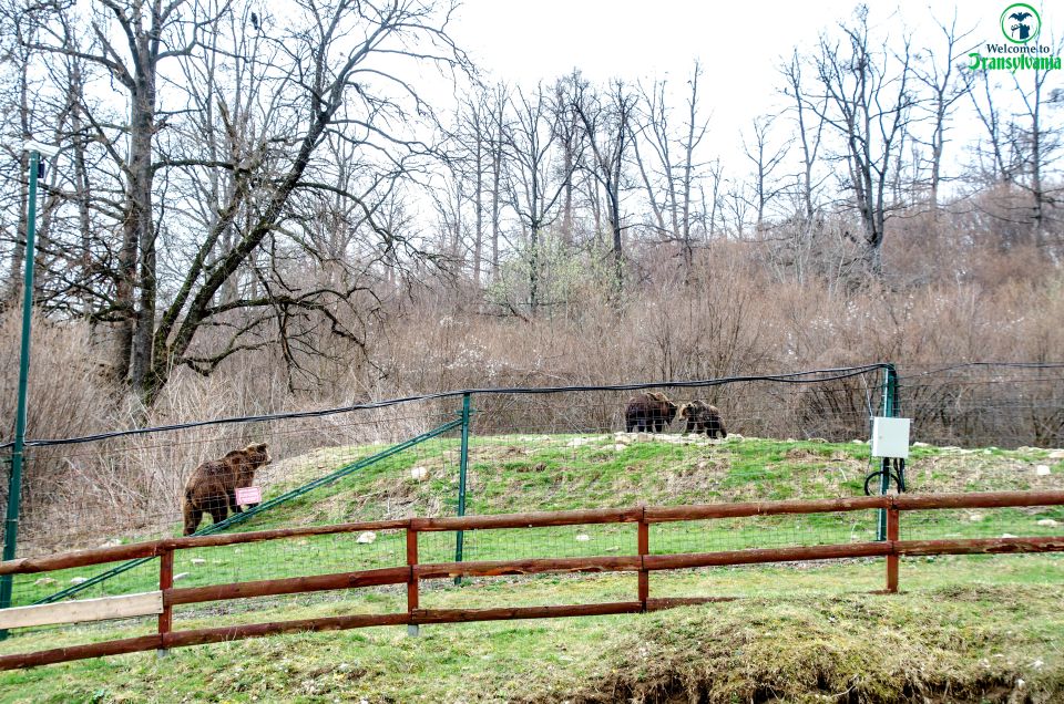 Visit Bear Sanctuary and Bran Castle From Brasov - Customer Feedback