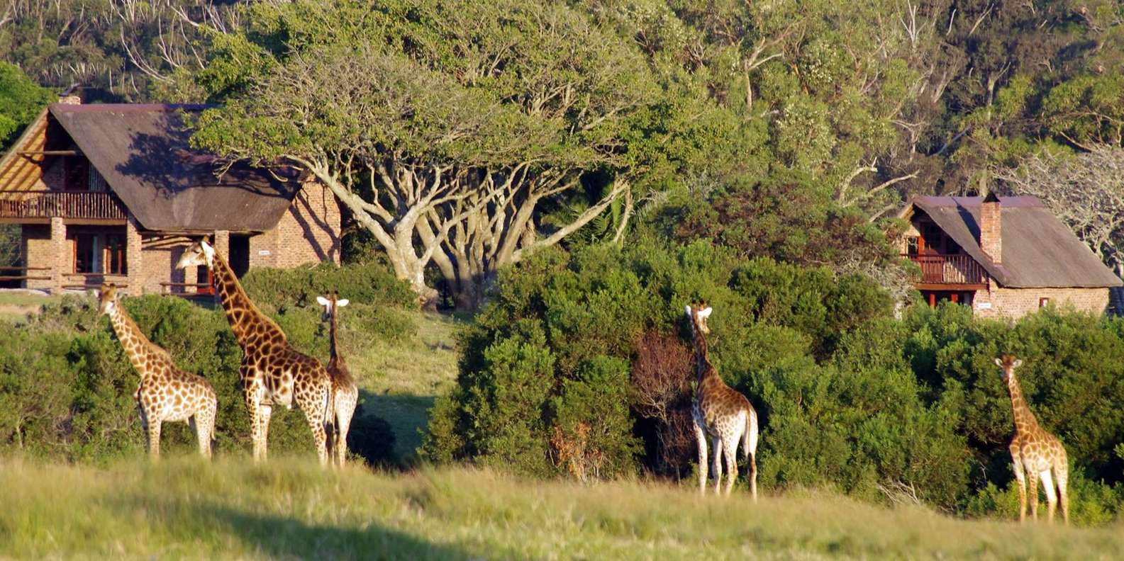 Visit Port Elizabeth :Kragga Kamma Private Wildlife Safari - Game Viewing Experiences