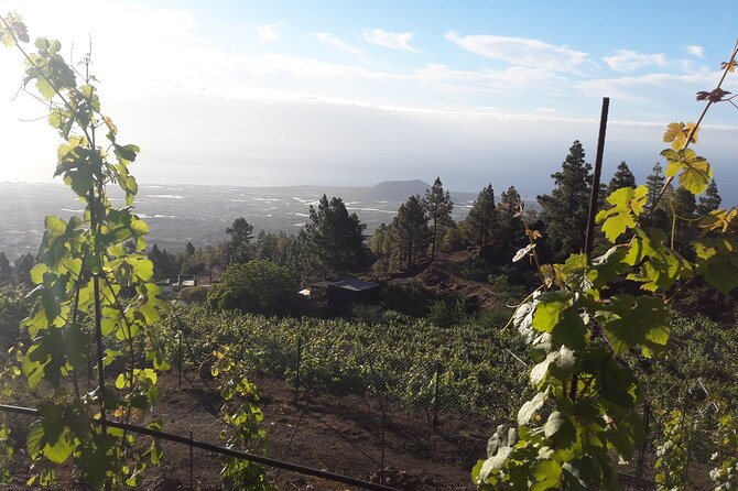 Visit to Arafo Mountain Vineyard and Organic Wine Tasting - Tasting Highlights and Insights