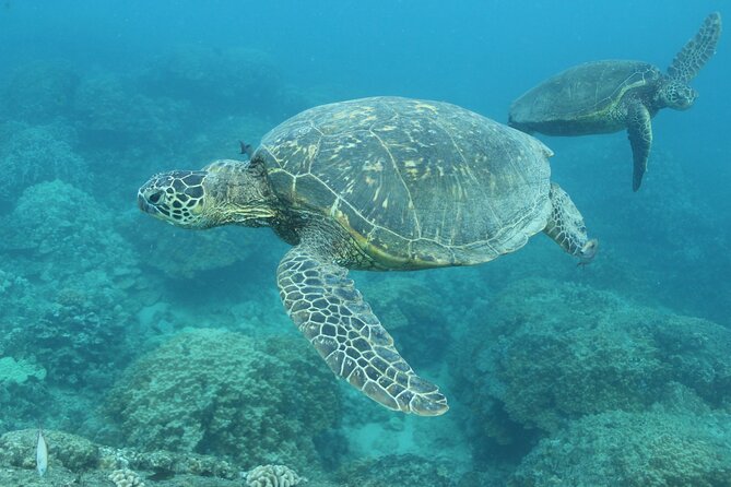 Waikiki Turtle Canyon Snorkeling With Lunch and Hula Show - Pricing and Cancellation Policy