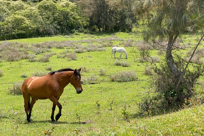 Waipi'o on Horseback: Mountain to Ocean Working Cattle Ranch - Guest Reviews and Feedback