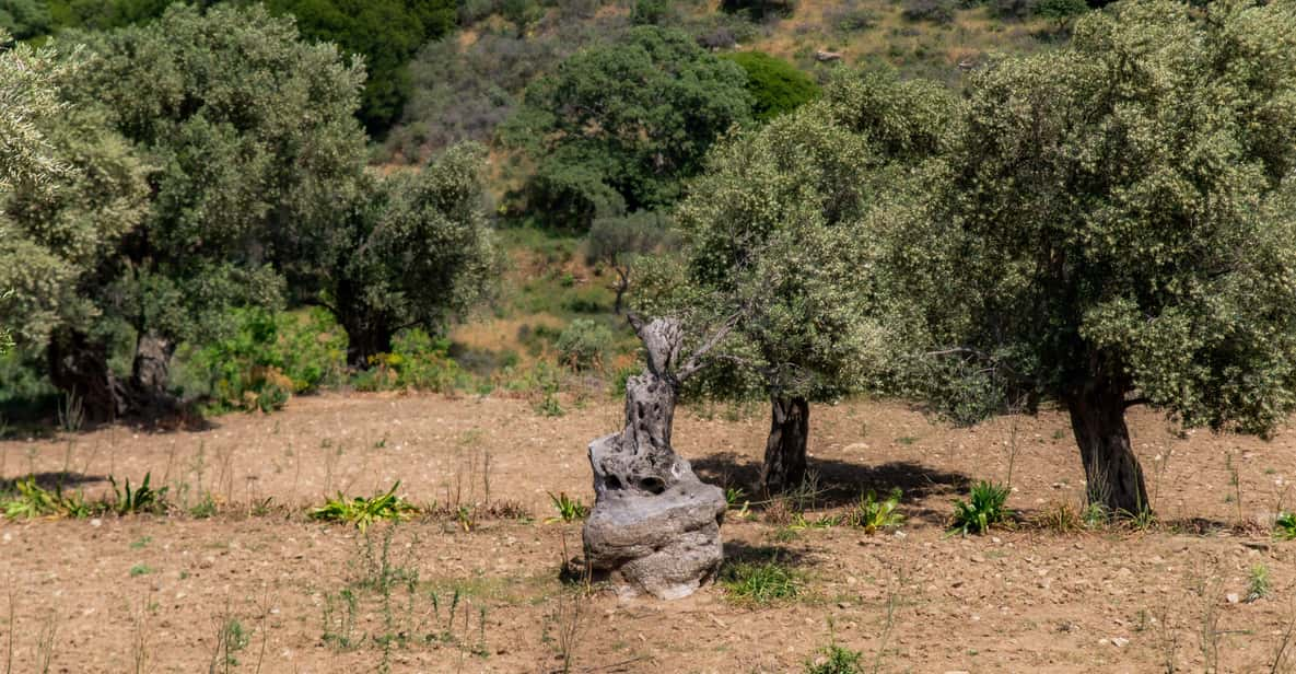 Walk Among the Olive Trees (Small Group Experience) - Preparation and Restrictions