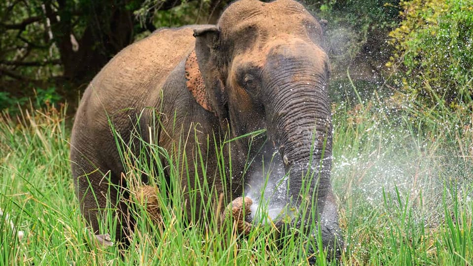 Wasgamuwa National Park Safari (Private Jeep) - Included in the Tour