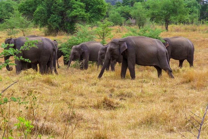 Wasgamuwa National Park Safari - Customer Reviews and Experience