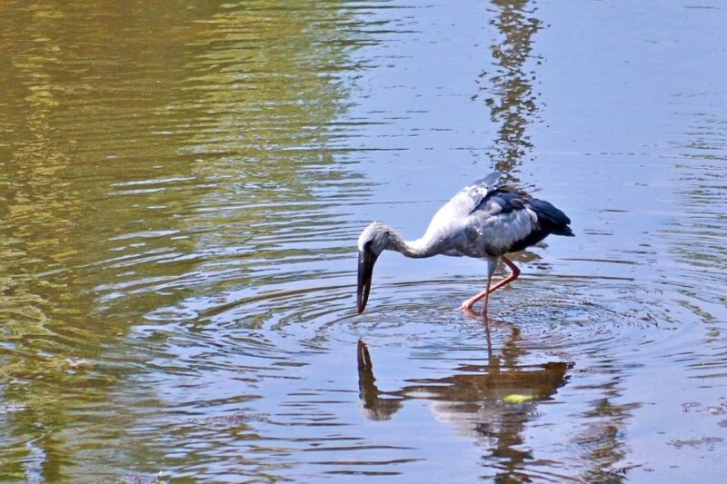 West Coast Beach, River Mangroves Lagoon, Wildlife Boat Tour - Wildlife Viewing Opportunities