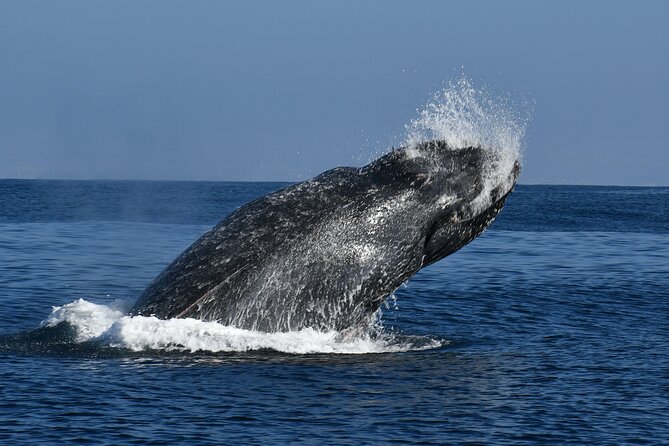 Whale and Dolphin Watching in San Diego - Whale and Dolphin Sightings