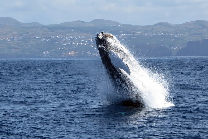 Whale and Dolphin Watching in Terceira Island Review - Booking and Cancellation Policies