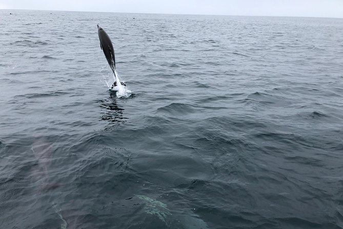 Whale Watching and Fishing Combination Excursions - Preparing for the Excursion