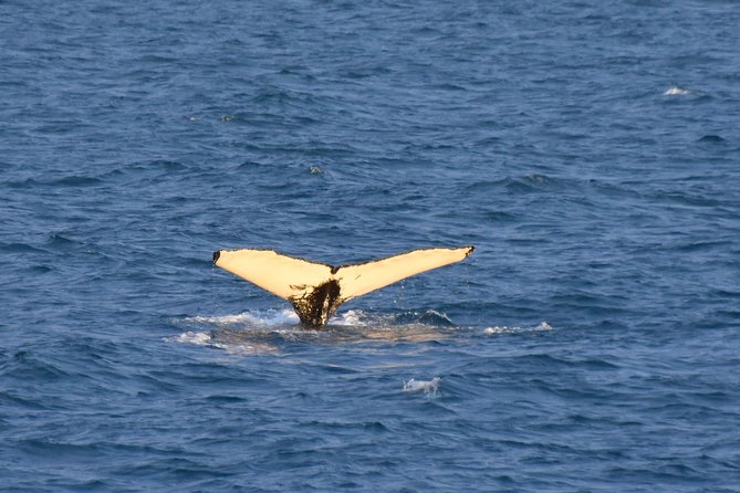 Whale Watching From the Heart of Akureyri - Weather Conditions and Dress Code