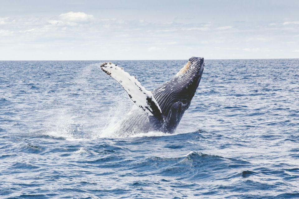 Whale Watching in Mirissa - Frequently Asked Questions