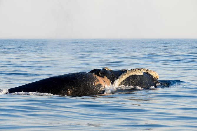 Whale Watching Knysna - Close Encounter Experience Ocean Odyssey - Customer Feedback and Insights