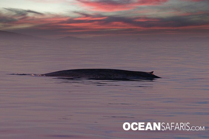 Whale Watching Monterey Bay Semi-Private Limited to 6 People Max - Customer Highlights