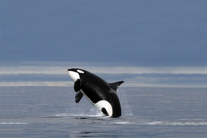 Whale Watching RIB Experience (Without Transfer Tromso-Skjervoy) - Booking Information