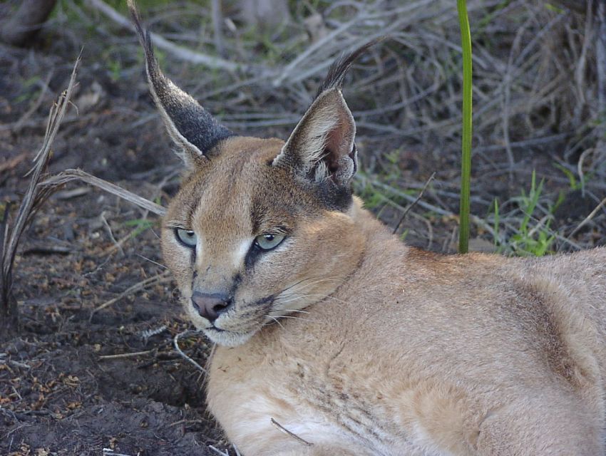 Wild Cat Experience 1-Hour Tour - Important Information