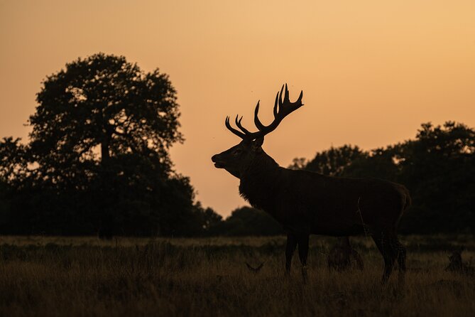 Wildlife Photography Workshop in Richmond Park in London - Ideal Photography Conditions