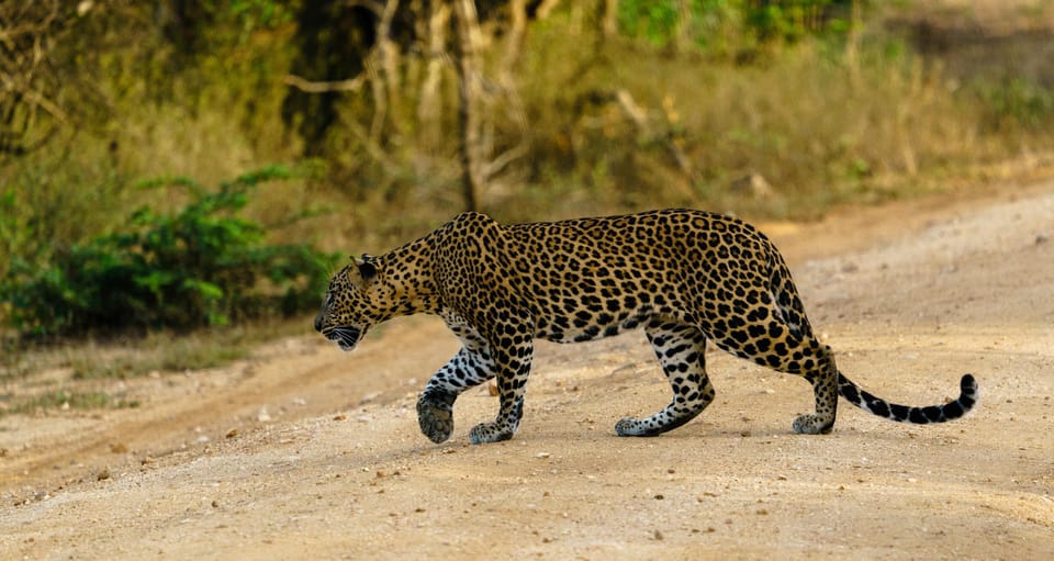 Wilpattu National Park: Morning Afternoon Safari (5h) - Key Attractions