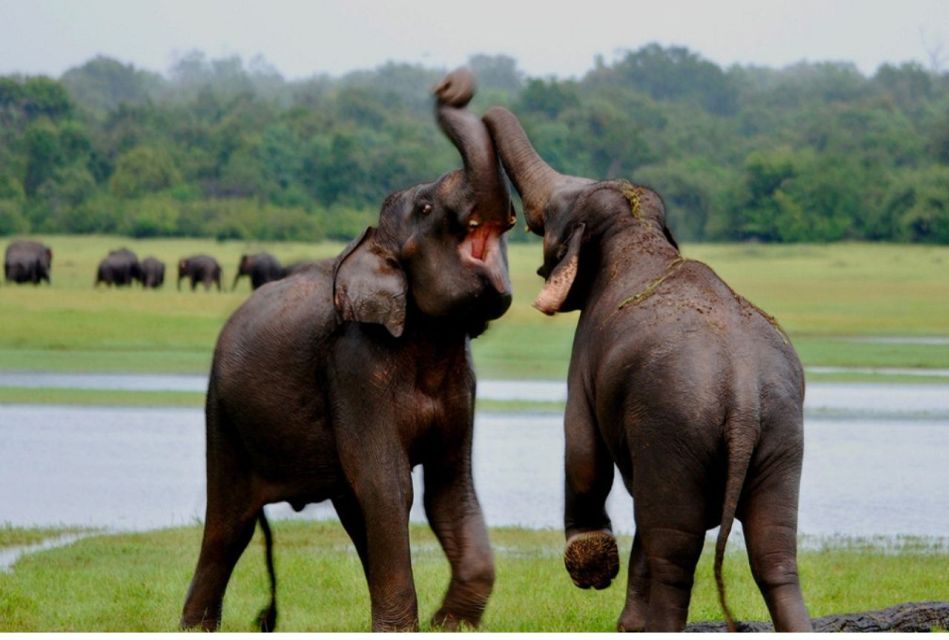 Wilpattu National Park: Morning or Evening Leopard Safari - Wilpattu National Park