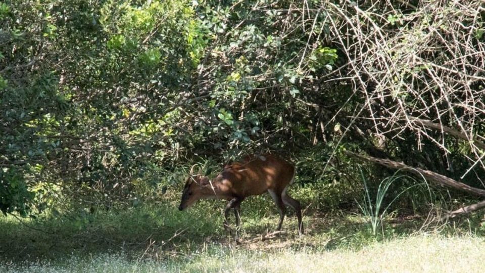 Wilpattu National Park With Safari Jeep & Entrance Ticket - Getting to Wilpattu National Park