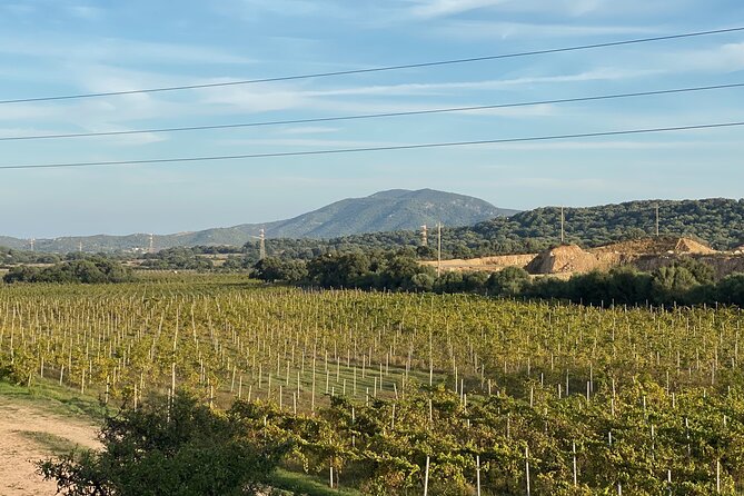 Wine & Food Tour in Sardinia : Small Group - Highlights of the Tour