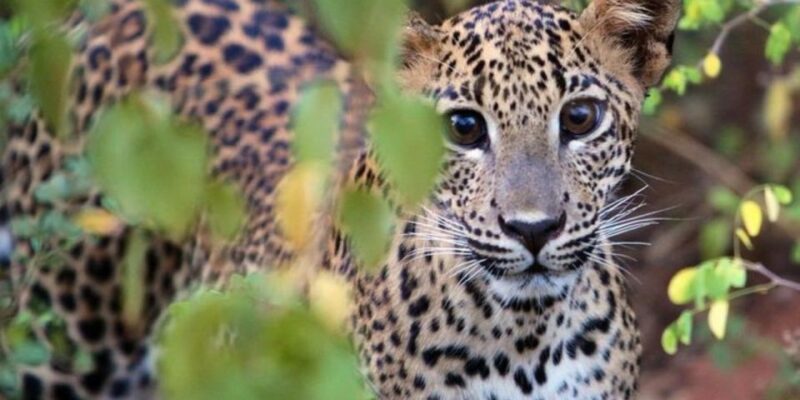 Yala Adventure: All-Inclusive Safari With Campsite Lunch - Pickup and Drop-off