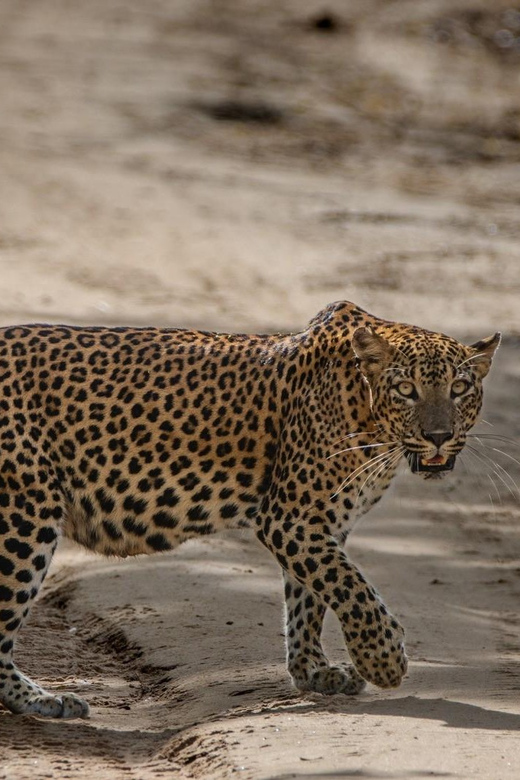 Yala National Park : Full Day Safari ( 4.30 Am - 6.00 Pm ) - Birdwatching and Nature Encounters