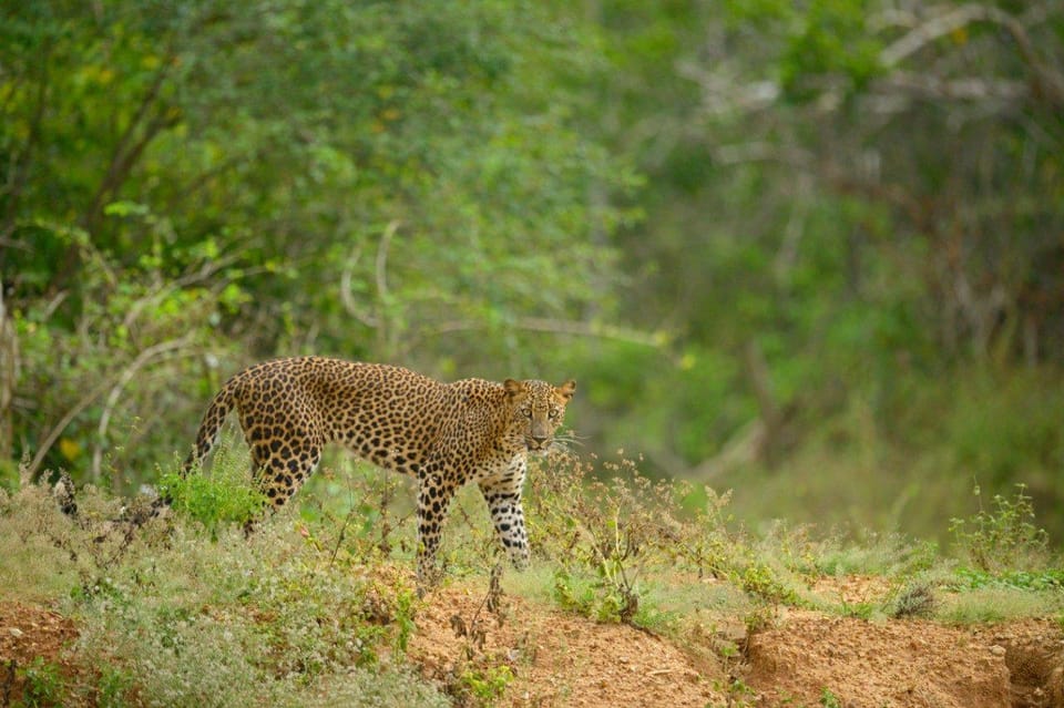 Yala National Park: Full-Day Safari Tour From Colombo - Guide and Inclusions