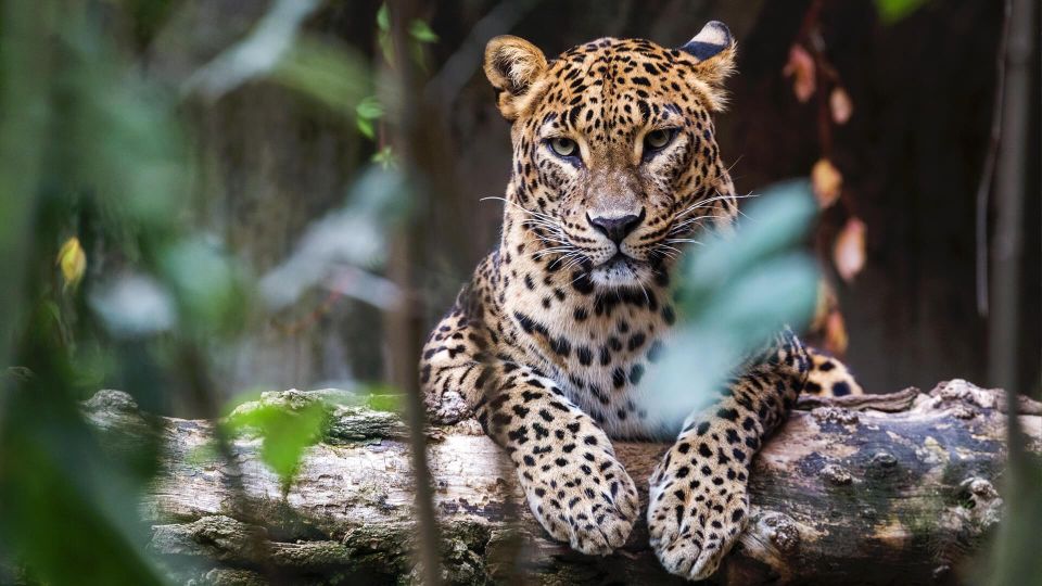 Yala National Park: Leopard Safari Day Tour From Colombo - Safari Experience