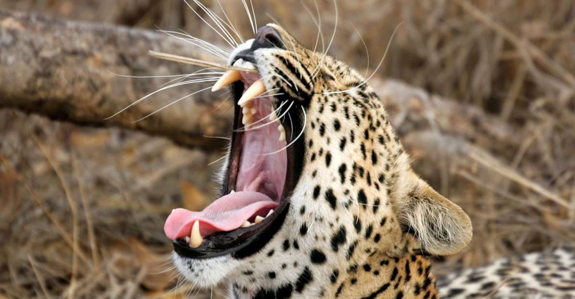 Yala National Park: Leopard Safari Full Day Tour With Lunch - Customer Reviews and Ratings