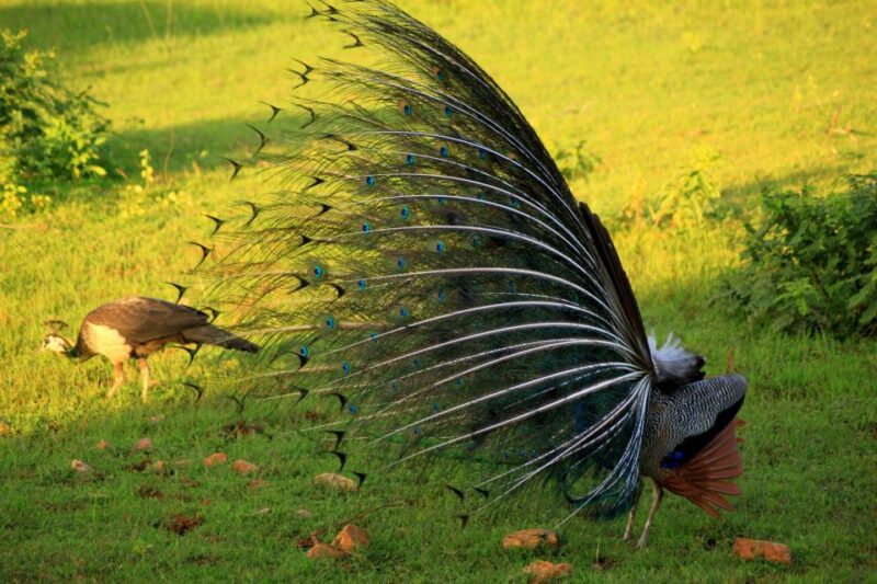 Yala National Park: Morning or Afternoon Game Drive - Transportation Options