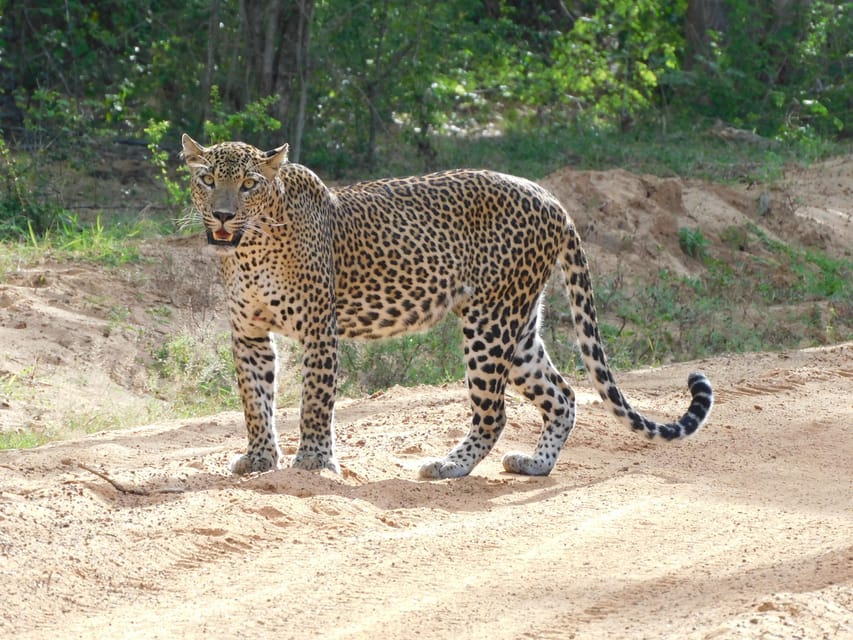 Yala National Park Morning Safari: 7 Hours Tour - Pickup and Drop-off