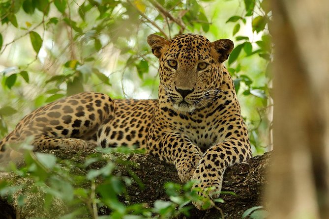 Yala National Park Private Safari (All Inclusive) From Mirissa - Booking Your Safari