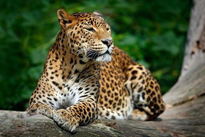 Yala National Park Safari From Hambantota Seaport - Booking Information and Pricing