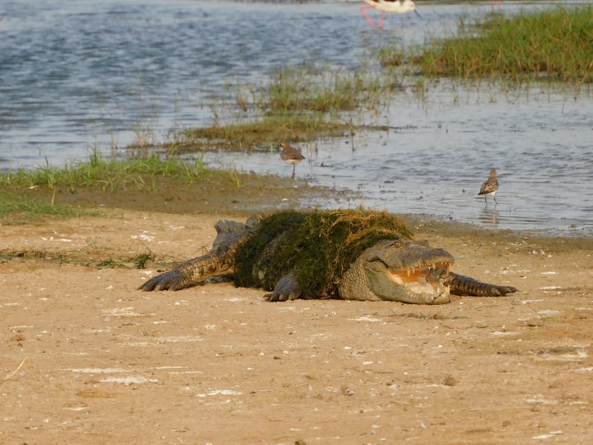 Yala National Park Safari Tours : 7 Hours & 12 Hours - Itinerary and Wildlife Viewing