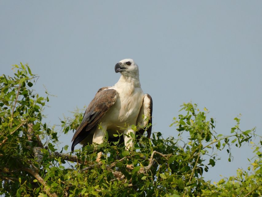 Yala National Park Safari Tours: Half Day and Full Day - Tour Duration and Timing