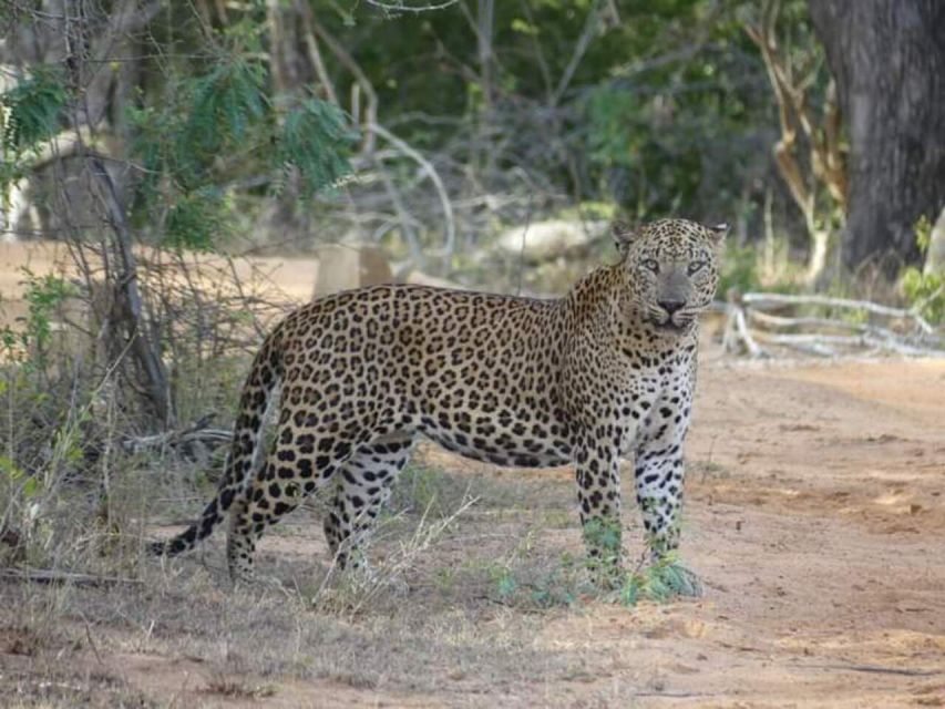 Yala National Park Sharing Safari (5 Hours) - Luxury Jeep and Picnic Breakfast Included