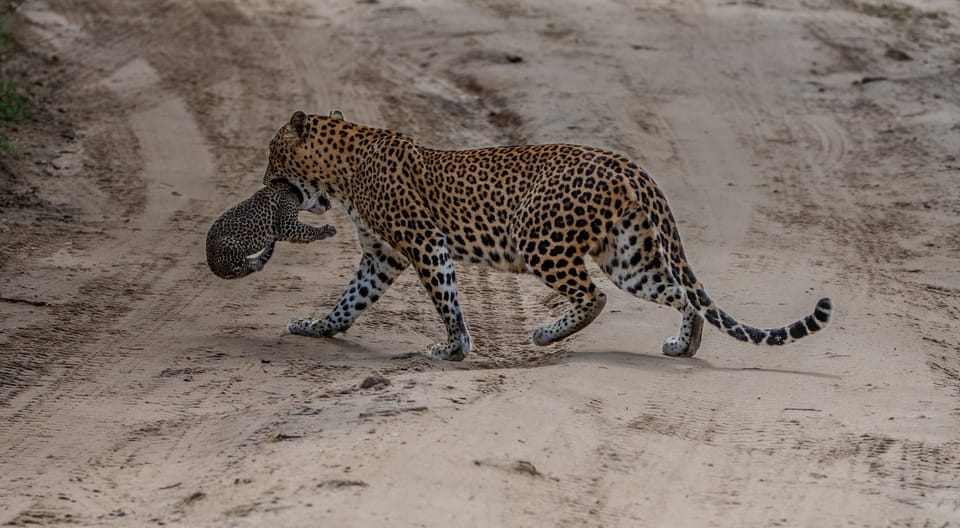 Yala National Park: Thrilling Wild Morning Afternoon Safari - Tour Logistics