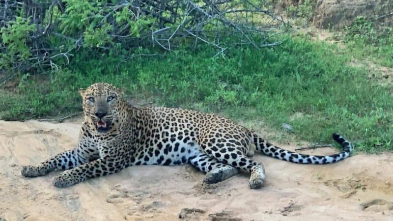 Yala Safari Day Tour - Bentota/Aluthgama/Ahungalla/Kosgoda - Booking and Cancellation Policy