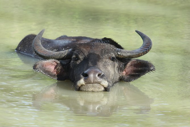 Yala Safari Jeep Tour With Abraham Travel - Customer Experiences