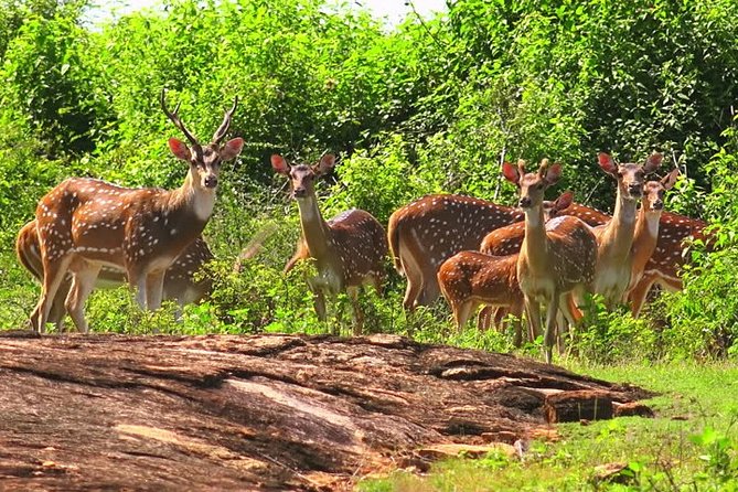 Yala Safari Private Day Tour Kaluthara/Beruwala/Bentota/Kosgoda/Ahungalla - Customer Experiences and Feedback