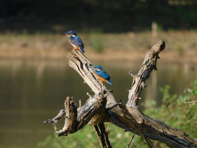 Yala Safari Tour From Hambantota Port Area (Shore Excursion) - Booking and Cancellation