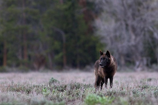 Yellowstone National Park Private Tour - Booking Process