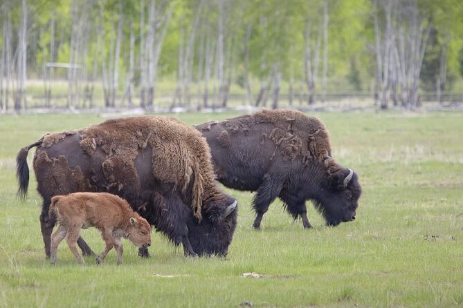 Yukon Wildlife Preserve & Eclipse Nordic Hot Springs - Exploring the Yukon Wildlife Preserve