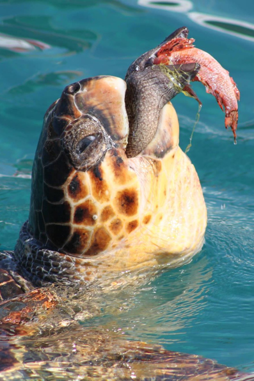 Zakynthos: Half Day Caretta Turtle Spotting & Keri Caves - Important Considerations