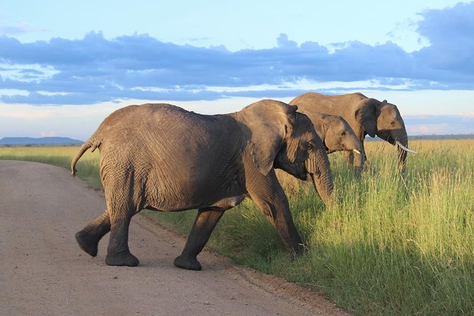 6-Day Best of Tanzania Budget Safari From Arusha