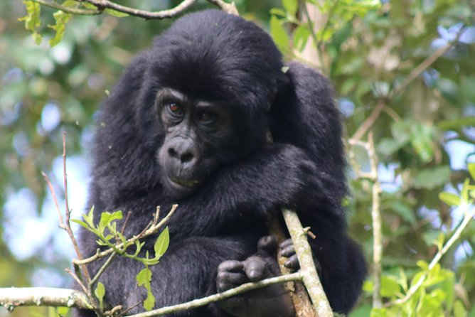 6 Day Gorillas, Golden Monkeys and Chimp Trek at Kibale - Good To Know
