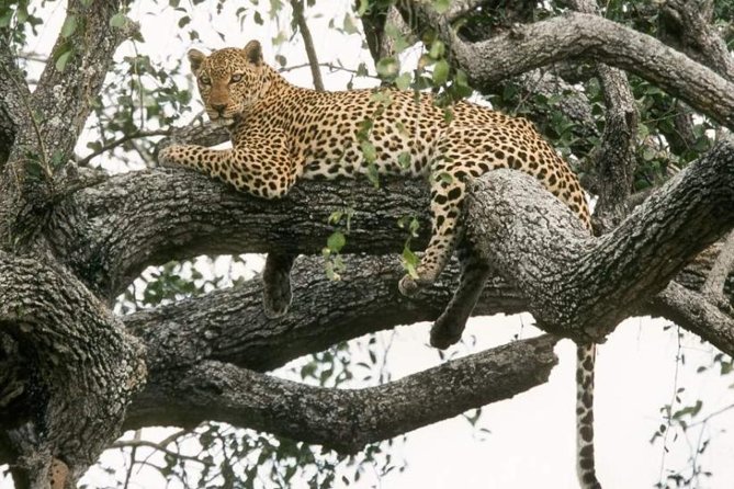 6-Day Murchison Falls, Chimp Trekking and Big Game Combo - Good To Know