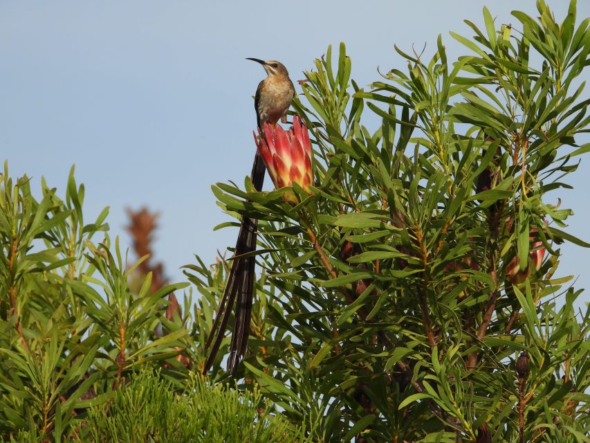 6 Days Cape Town & Kruger National Park Safari - Good To Know