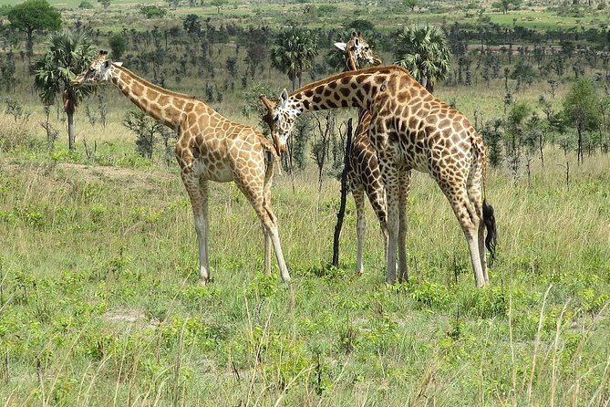 6 Days Chimps, Gorillas & Murchison Falls Africas Big Five Experience Safari - Good To Know